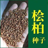 Cypress Seed Cypress Cypress Seed Round Cypress Seed Forest Wood Seed Cypress Seed Seed Thorn Pine C