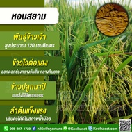 เมล็ดพันธุ์​ข้าว​ ข้าวเจ้า หอมสยาม หอมมะลิเตี้ย ข้าวนาปี ไวแสง หอมนุ่ม ผลผลิตสูง 1-20 กก. คูลเกษตร K
