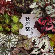 With Xi Bamboo Begonia Office Desktop Shade-Tolerant Green Plant Potted Flower Plant One Piece