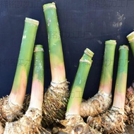 Small Leaf Bamboo Bonsai Bamboo Old Pile Green Pile Bamboo Potted Plant Bamboo Root Seedling Garden 