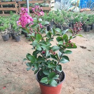 Get gifts/HY-6/Crape Myrtle Trees Bonsai Wholesale Everblooming Indoor Lagerstroemia Flower Tree Pot