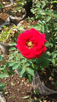 tanaman hidup bunga mawar warna merah