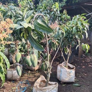 pohon mangga kiojay sudah berbuah &amp; full kembang
