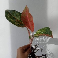 ♞,♘(1) Aglaonema Varieties Uprooted Live Plants (LUZON ONLY)