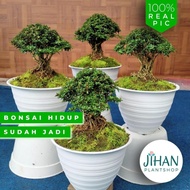 Bonsai Mini Seribu Bintang Jadi Tanaman Bonsai Hidup Bunga