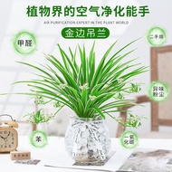 【limconnie home】spider plant Chlorphytum  金边吊兰 吊兰  Top air purifying plant indoor plant