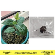 NEW In stock ✌bay leaf seeds laurel plant bayleaf