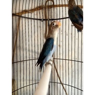 new Burung Lovebird/LB/lakbet jenis blue mangsi/cobalt mandiri/dewasa