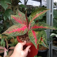 Aglaonema Tiara