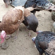 Ayam kalkun hidup dewasa sepasang indukan sudah siap bertelur