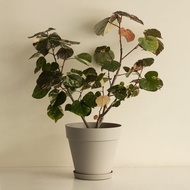 Variegated 斑葉黃槿大植栽