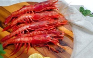 【深海紅寶石 本港野生中胭脂蝦(紅蝦) 1kg裝】自家船隊新鮮補撈 鮮甜蝦子直送你家