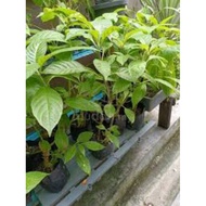 Ayam,Ketum Ayam(Anak Pokok)