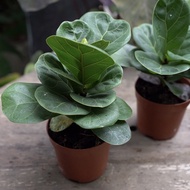 LANTAI_FJ Ficus Lyrata Fiddle Leaf Fig Indoor Plant Pokok Hidup 琴叶榕