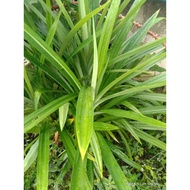 Daun Pandan | Pandan leaf