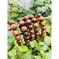 Green Cypress wood bracelet
