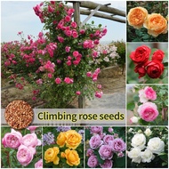 [100% Fresh  Seeds] 70pcs Mixed Color Climbing Rose Seeds Flower Seeds for Gardening Potted Flowering Plants Seeds