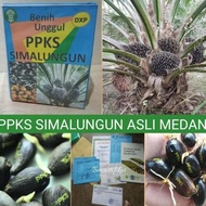 Paling Popular Ppks Simalungun Unggul Original Bibit Sawit Kualitas