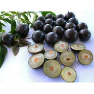 ANAK POKOK ANGGUR BRAZIL (Jaboticaba) Rare Variety