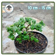 Bahan Bonsai Saeng Simbur Mikro Thailand Bunga Ungu