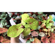 kod 008 caladium viral/thai hybird(sparkle)