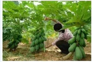 Biji benih betik sekaki organic/1 feet papaya seed  11-12