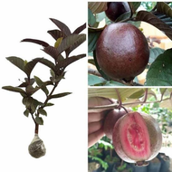 Paket Murah Bibit Jambu Biji Merah australia Bibit Jambu Australia Bibit Jambu biji daun Merah hasil