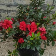 Pokok Azalea Merah Rose / { Red Azalea Plant }