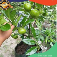 Paling Sesuai.. Bibit Black Sapote Jumbo Cangkok Asli Okulasi / Sawo Mexico ( Sawo Hitam )