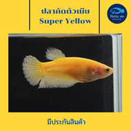 ปลากัด ซุปเปอร์ เยลโล่ ตัวเมีย พร้อมรัด ไข่แน่น ปลากัดสวยงาม Super yellow มีประกันสินค้า