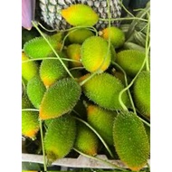 500g  buah peria bangla sakroolPeria Ekor Tikus Peria bulu
