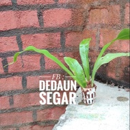 Pokok Langsuir / Pokok Daun Semun