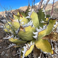 龍舌蘭 綠皮嚴龍 種子 Agave Oteroi FO-076 多肉植物 塊根植物 非象牙宮 龜甲龍 仙人球