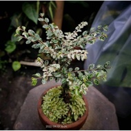 Sindo - Chinese Elm Variegated Bonsai    Pokok Elm Live Plant 53F26RC1UL