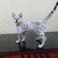 kucing bengal snow mink jantan 3 bulan