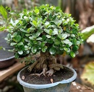 Tanaman Hias Beringin Bonsai Dolar / Bibit Tanaman Bonsai Beringin Dolar Murah