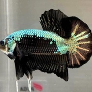 cupang pk black samurai jantan