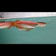 Ikan Arwana Super Red 100% Chili Lengkap Serti + Chip Terlaris