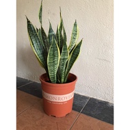 REAL PLANT: Sansevieria (SNAKE PLANT)