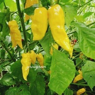 15pcs Benih Cili ■109-HABANERO NEON YELLOW/🔥Hot Peppers/ chili pepper seeds