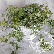 (READY STOCK)LIVE PLANT ENGLISH IVY WITH CERAMIC POT & PLASTIC POT (INDOOR PLANT)