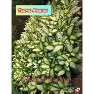 Tropic Marian Aglaonema Variety