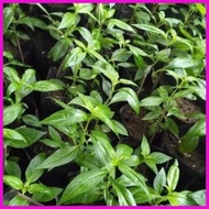 ◎ ♣ serpentina seeds for planting ( 25seeds)