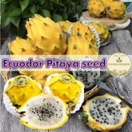 20pcs Seed Ecuador Yellow Bird Nest Pitaya Dragon Fruit Rare Benih Biji Buah Naga Kuning黄燕窝火龙果种子