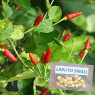 Sili Labuyo 7 Seeds Per Pack