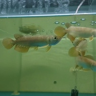 [Terlaris] ]Terbaru] Arwana/Arowana Golden Red 10Cm [Terlaris]