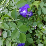 Anak Pokok Bunga Telang / Bunga Nasi Kerabu / Butterfly Pea / 蓝花