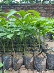 Combo 5 cây trứng gà lê ki ma giống