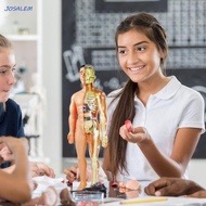 JOSALEM Human Body Model, Mannequin Anatomy Model Human Anatomy Model, Kids Fun Body Puzzle Organ Re