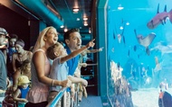 Sea World Whale Watching Experience with Sea World Ticket